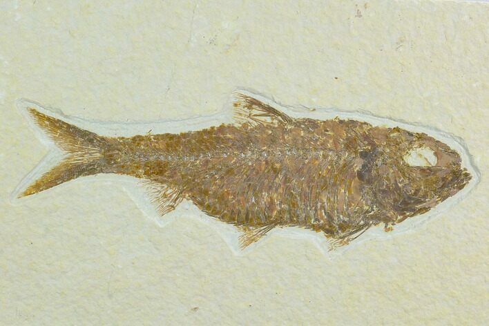 Fossil Fish (Knightia) - Green River Formation #122797